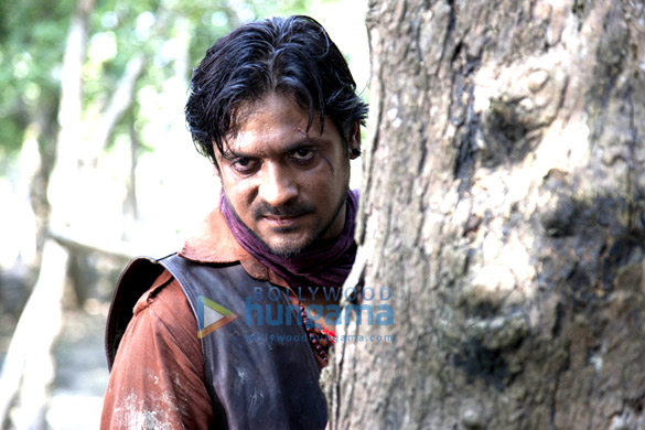 roar tigers of sunderbans 4