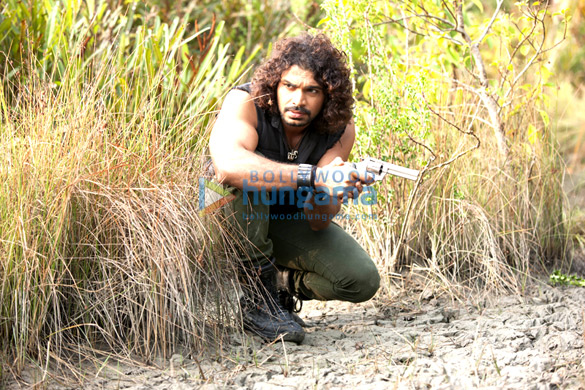 roar tigers of sunderbans 12
