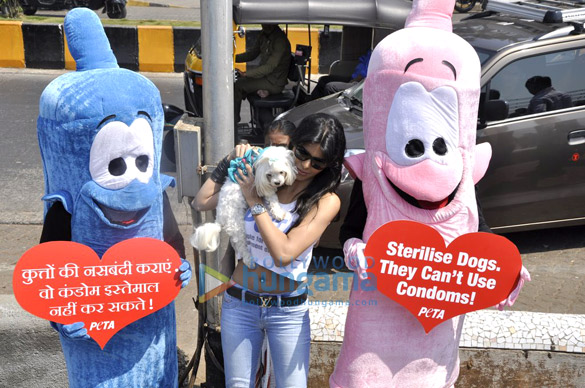 sherlyn at petas safe sex for animals campaign 2