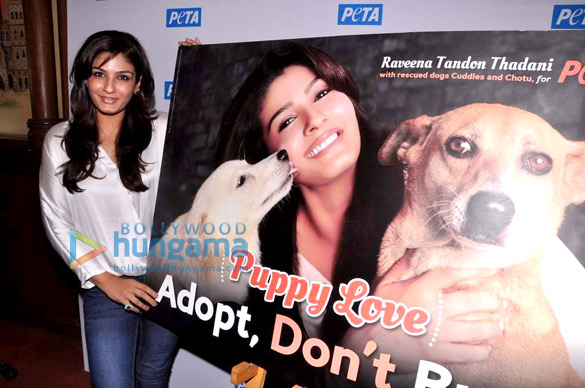 raveena launches new peta campaign puppy love adopt dont buy 2