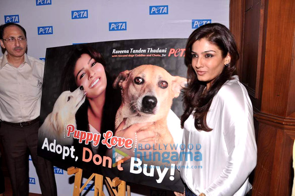 raveena launches new peta campaign puppy love adopt dont buy 4