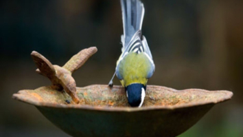 Anushka Sharma urges everyone to help the birds this summer