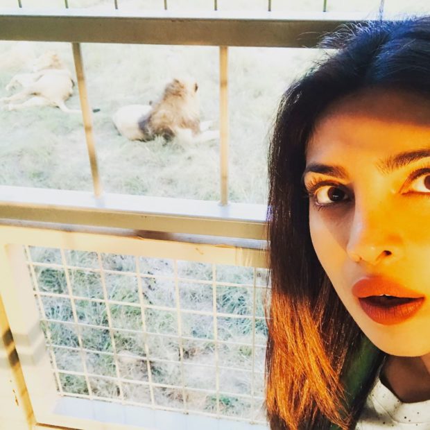 Priyanka Chopra comes face to face with a lion1