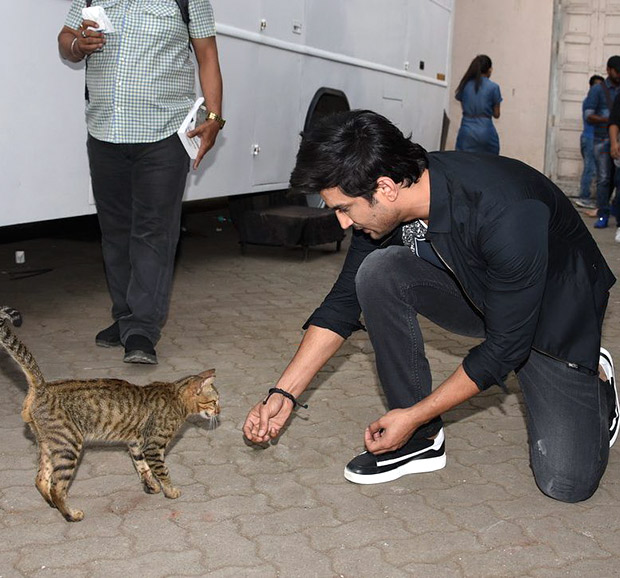 sushant-cat