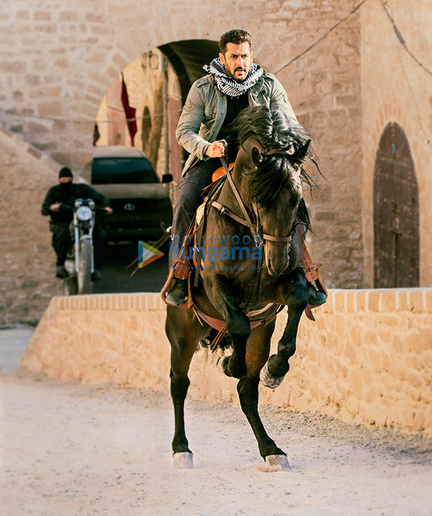 Tiger-hunts-on-a-horseback-in-Morocco