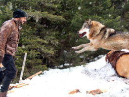 Salman Khan BATTLES Wild Wolves In This Fantastic New Promo Of Tiger Zinda Hai