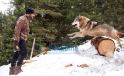 Movie Stills Of The Movie Tiger Zinda Hai