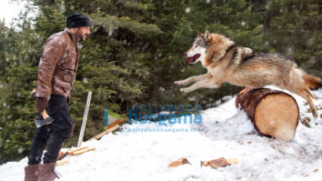 Movie Stills Of The Movie Tiger Zinda Hai