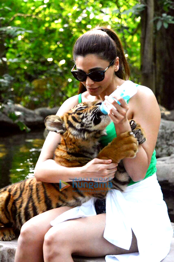 daisy shah snapped visiting the bangkok zoo 3