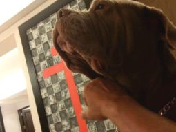 Salman Khan mourns the death of his pet dog My Love