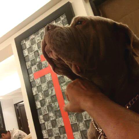 Salman Khan mourns the death of his pet dog My Love