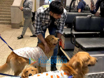 Sidharth Malhotra snapped with Therapy Dogs at the airport