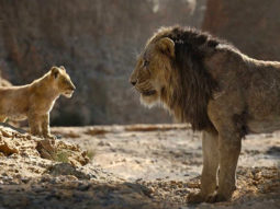 Box Office – The Lion King sees excellent trending on Saturday, all set for a weekend of over Rs. 50 crores