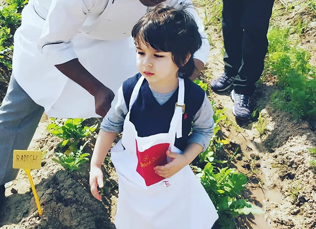 Watch: Little Taimur Ali Khan goes farming and vegetable hunting in Chandigarh