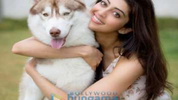 Celebrity Photo of Pranitha Subhash