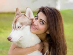 Celebrity Photo of Pranitha Subhash