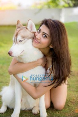 Celebrity Photo of Pranitha Subhash