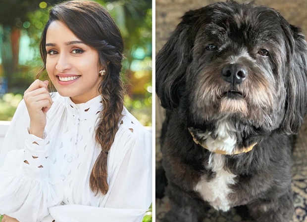 Shraddha Kapoor shares a funny meme about Shyloh and it has a Shahid Kapoor reference