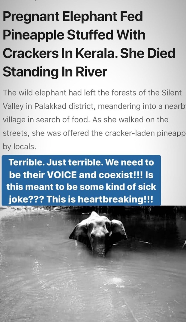 Alia Bhatt and Shraddha Kapoor condemn the act of killing of the pregnant elephant in Kerala