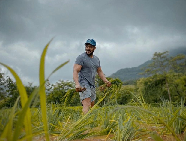 Salman Khan helps in planting rice with Iulia Vantur at his Panvel farmhouse Salman Khan helps in planting rice with Iulia Vantur at his Panvel farmhouse