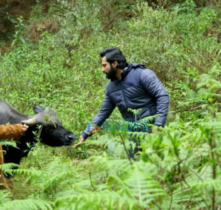 On the sets of the movie Bhediya