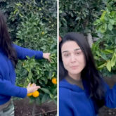 Preity Zinta shows off her orange harvest in latest video; says, “After oranges from Nagpur these oranges are my favourite”