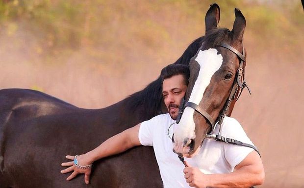 Salman Khan strikes a pose with a horse, see photo Salman Khan strikes a pose with a horse, see photo