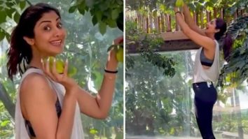 Shilpa Shetty gets hit by star fruits as she goes fruit plucking in her backyard