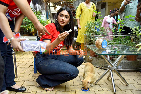 photos mrunal thakur hosts a food donation drive for stray animals 000 2