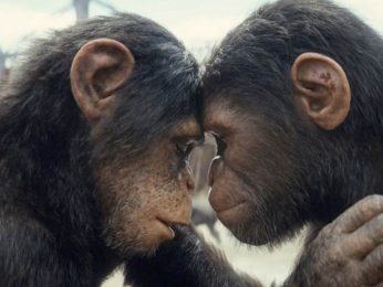 Kingdom of the Planet of the Apes Box Office: The Hollywood sci-fi saga is stable on Sunday Kingdom of the Planet of the Apes Box Office: The Hollywood sci-fi saga is stable on Sunday