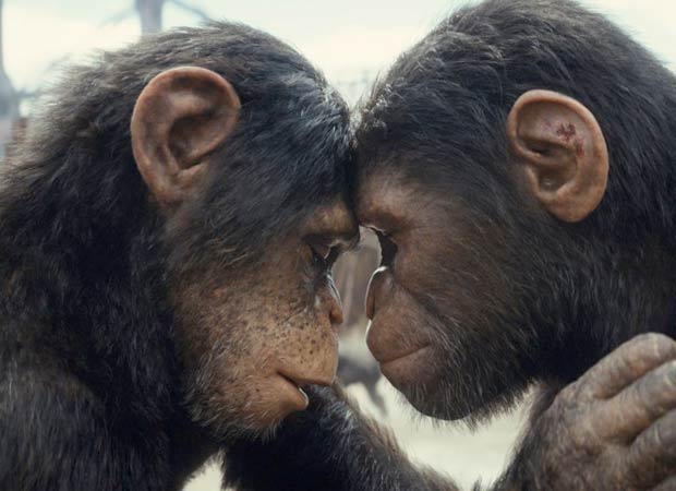 Kingdom of the Planet of the Apes Box Office: The Hollywood sci-fi saga is stable on Sunday