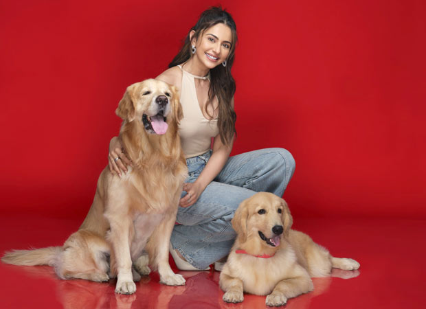 Rakul Preet Singh turns model ambassador for Drools Pet Meals to empower pet mothers : Bollywood Information