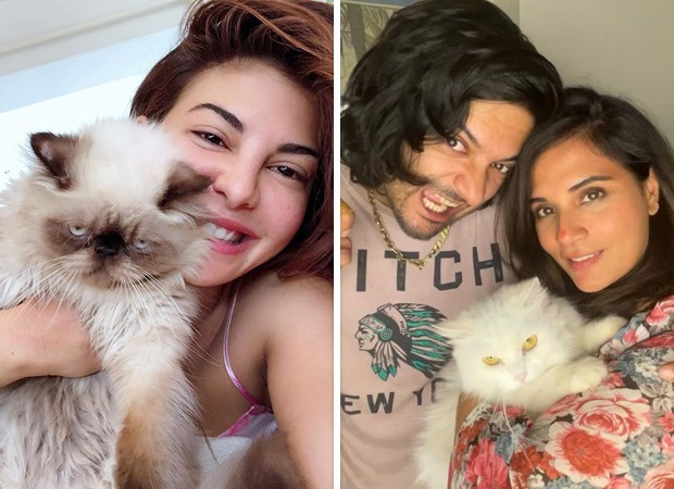 International Cat Day 2024: Jacqueline Fernandez, Richa Chadha and other Bollywood actresses who're proud cat moms