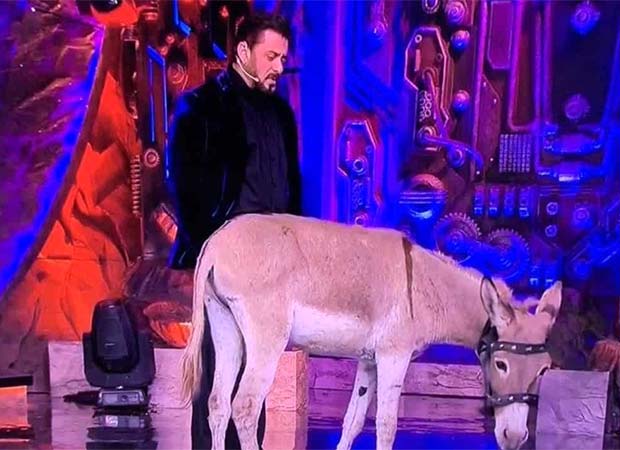 Bigg Boss 18: PETA requests Salman Khan’s intervention over donkey in the controversial house : Bollywood News – Bollywood Hungama