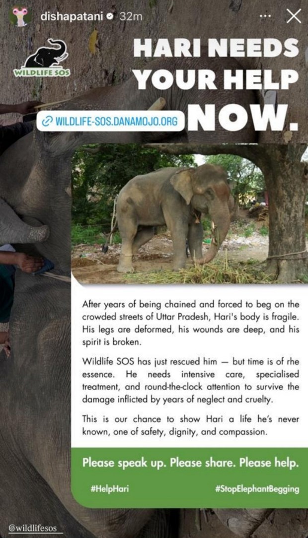 Disha Patani habló por el elefante rescatado Hari, insta a los fanáticos a mostrar amor y amabilidad a los animales