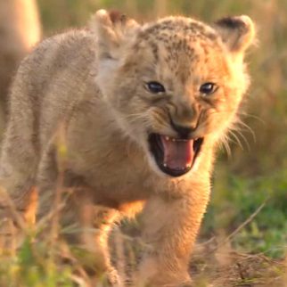 Jon Favreau-backed LION to premiere in India on August 27, follows lion cub Kio’s journey